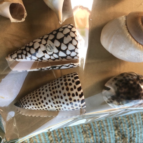 Brown & White Sea Life COLLECTOR SEASHELLS - Picture 4 of 8